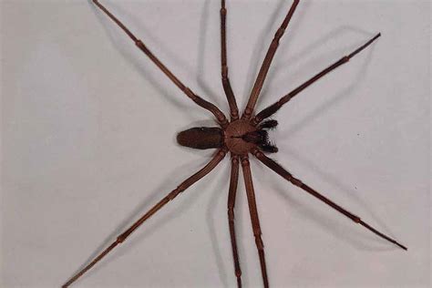 Brown Recluse Spiders | McCarthy Termite & Pest Control | Blog