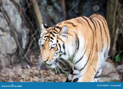 Bengal Tiger Head Close Up Stock Image Image Of Color 50738589