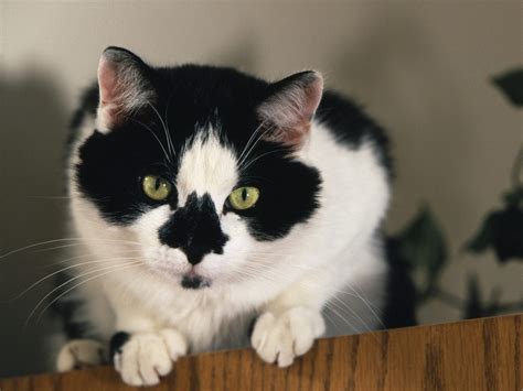 Tuxedo Cats Biological Science Picture Directory