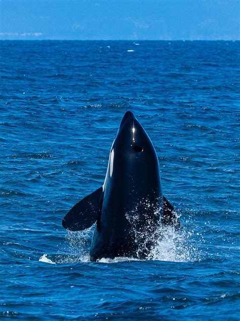Transiant Killer Whaleorca Orcinus Spy Acheter Limage 71384986
