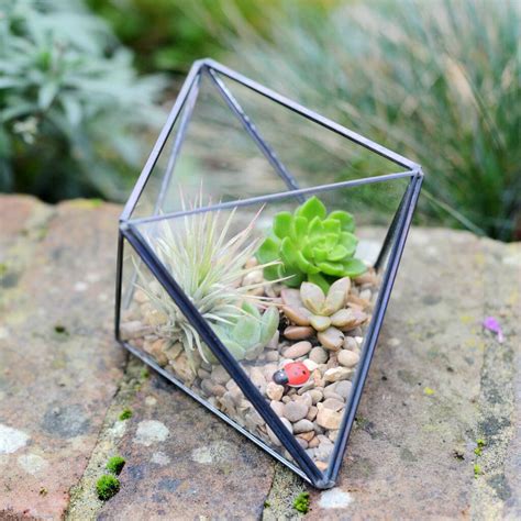 Geometric Vase Succulent Air Plant Terrarium Kit By Dingading
