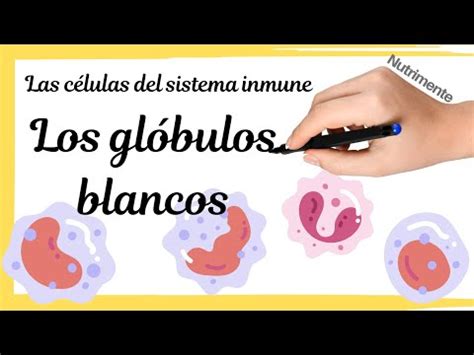 GLÓBULOS BLANCOS LEUCOCITOS Las células del sistema inmune YouTube