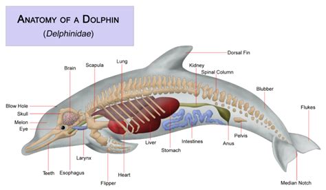 Dolphins Characteristics Types Habitat And More