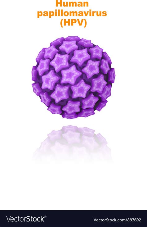 Human Papillomavirus Hpv Royalty Free Vector Image