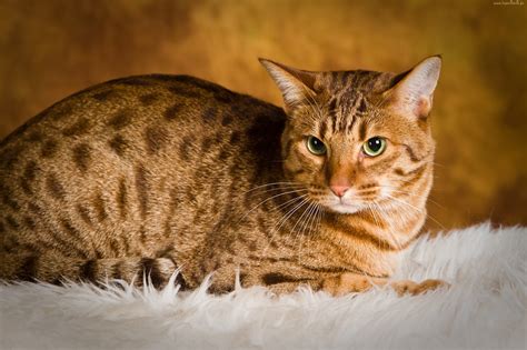 Ocicat Wild Looks Great Personality Cat Concerns