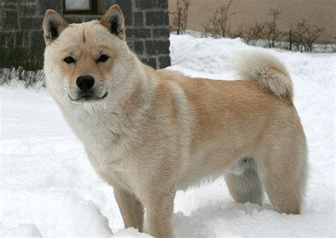 Hokkaido Inu Temperament Origins And Care Dog Breed Guide