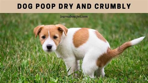 Dog Poop Dry And Crumbly 7 Menacing Facts 2024