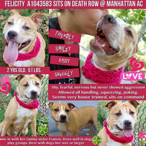 To Be Killed 082515 Felicity A1043583 Manhattan Acc Estimated To Be