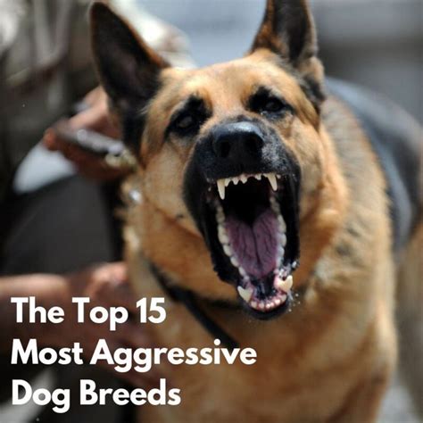 The Worlds 15 Most Aggressive Dog Breeds Aggressive Dog Breeds