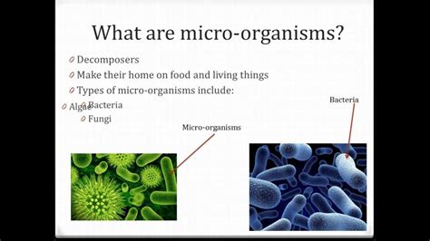 Useful Microorganisms