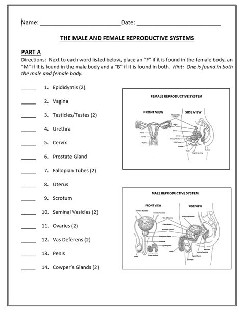 Parts Of Male Reproductive System Worksheet