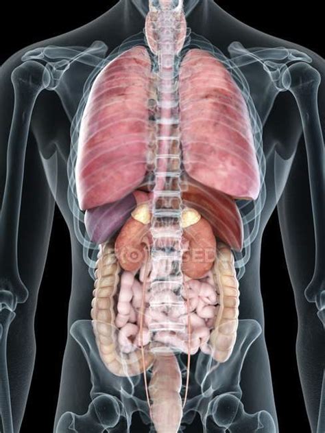 Your heart, lungs, kidneys, stomach, and liver are an organ system is a group of organs having similar function and working together to do an important job. Mid section illustration of transparent silhouette of male ...