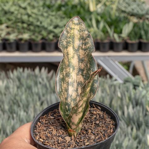 Sansevieria Kirkii Brown Variegated Succulentasia