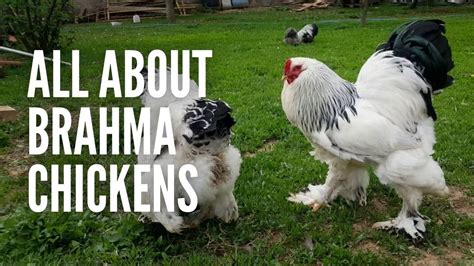 Brahma Chickens All You Need To Know About Them YouTube