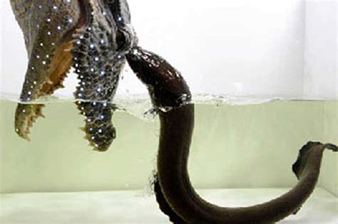 Electric Eel Kills Alligator