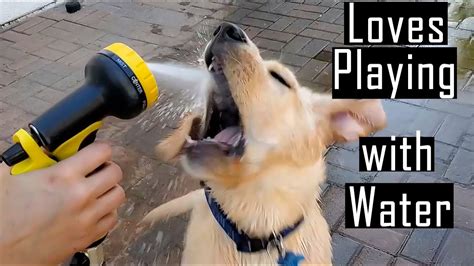 Labrador Puppy Loves To Play And Enjoy In Water Funny Reaction You