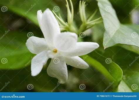 Macro Of A White Jasmine A Beautiful Flower Stock Photo Image Of