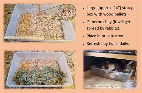Litter Training Rabbits Indoors