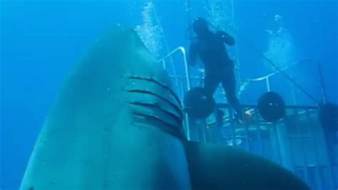 This Could Be The Biggest Shark Ever Caught On Camera Mental Floss