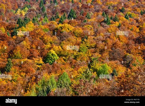 Autumn Forests With Bright Colors Stock Photo Alamy