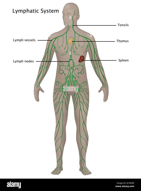 Illustration Of The Lymphatic System In The Male Anatomy Labeled From Top To Bottom Are