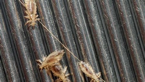 That's why rescue cats should always be checked for lice before you bring them home and all cat owners should be on the lookout for signs of infestation. How do you get lice? Causes and risk factors