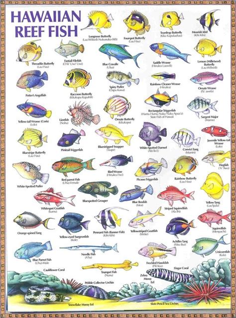 Hawaiian Reef Fish Ive Seen All Of These Cant Wait To Snorkel So I