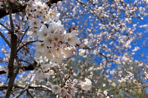 DC’s forecast suggests cherry blossom peak bloom is days away - WTOP News