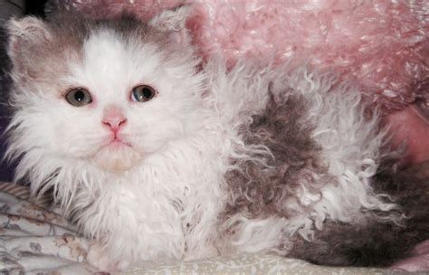 Scottish Fold Kittens For Sale New Jersey