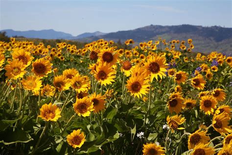 Wildflowers Are In Full Bloom At Rowena Crest In The Columbia River