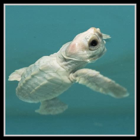 Loggerhead Turtle Sea Turtles Species Wwf Artofit