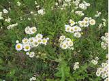 Small White Daisy Like Flowers Images