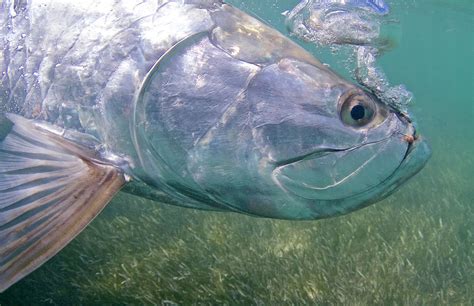 Tarpon Basics How To Hook And Catch Your First Mega Tarpon Sol Y Mar
