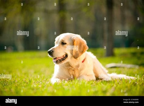 Dog Smiling Golden Retriever Hi Res Stock Photography And Images Alamy