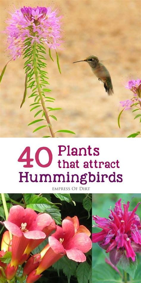 Fun Best Hanging Plants To Attract Hummingbirds Trailing Pink Flowers