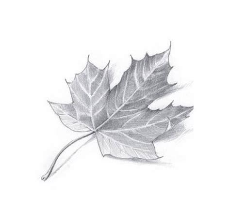 How To Draw A Maple Leaf With A Pencil By Imagidraw On Deviantart