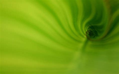 46 Green Swirl Wallpaper Wallpapersafari