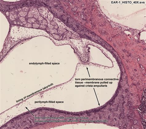 Ear Histology