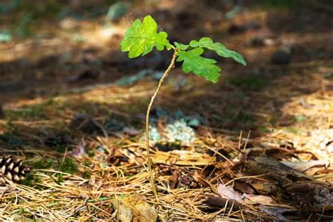 How To Save Oak Tree Seedlings Mast Producing Trees