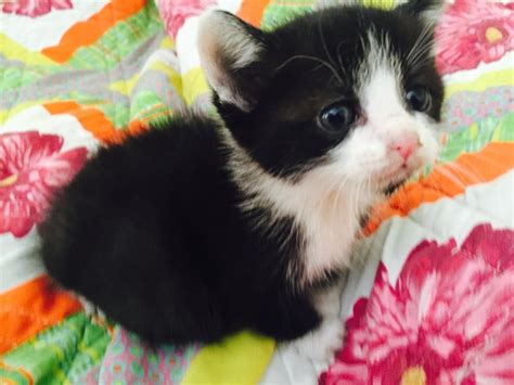 There are many, many cats and kittens available for adoption at shelters and in foster care throughout san diego county. Tuxedo Cats For Sale | San Diego, CA #77384 | Petzlover