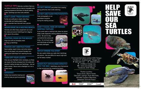 Save Our Sea Turtles Brochure By Sos Tobago Issuu