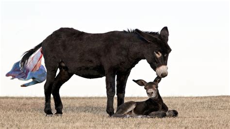 How Black Donkey Giving Birth To Cute Dynamic Calf Youtube
