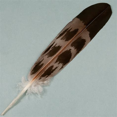 Eagle Feathers | Hand Painted Imitation Eagle Feathers ...