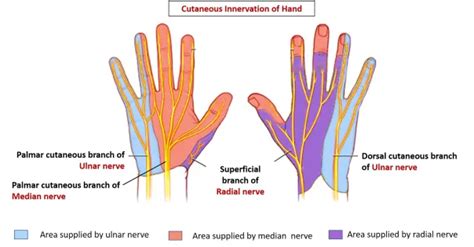 Cutaneous Innervation Of Hand Median Nerve Ulnar