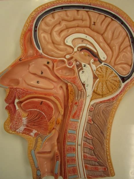 Midsagittal Head Model Diagram Quizlet