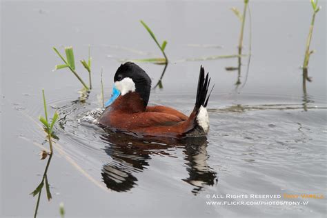 Ruddy Duck Oxyura Jamaicensis Lovely Drake In Full Breed Flickr