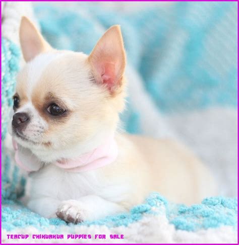 Attending Teacup Chihuahua Puppies For Sale Can Be A Disaster If You Forget These 8 Rules