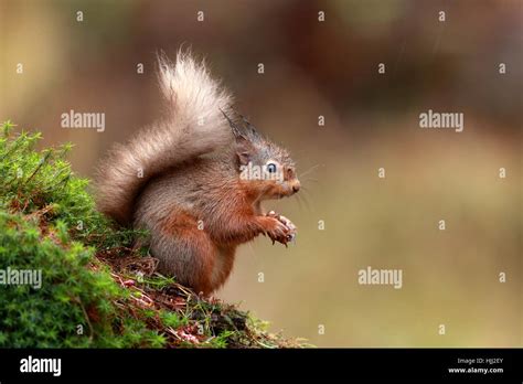 Red Squirrel In Rain Stock Photo Alamy