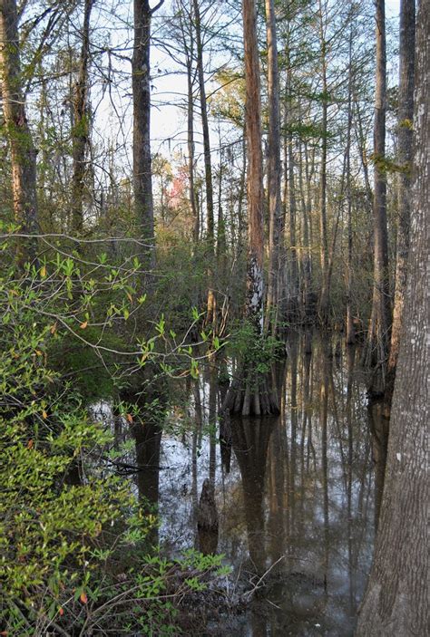 36 Egnimatic Photos Of The Mississippi Swamp Boomsbeat