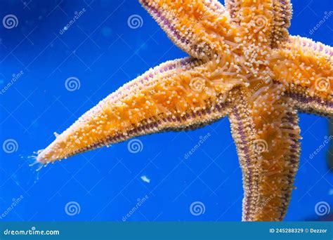 Starfish Bottom Tentacles Stinging Cells On Glass Close Up View Stock